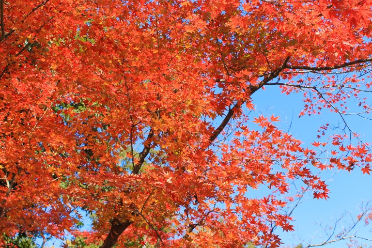 Kinh nghiệm du lịch Nhật Bản mùa lá đỏ